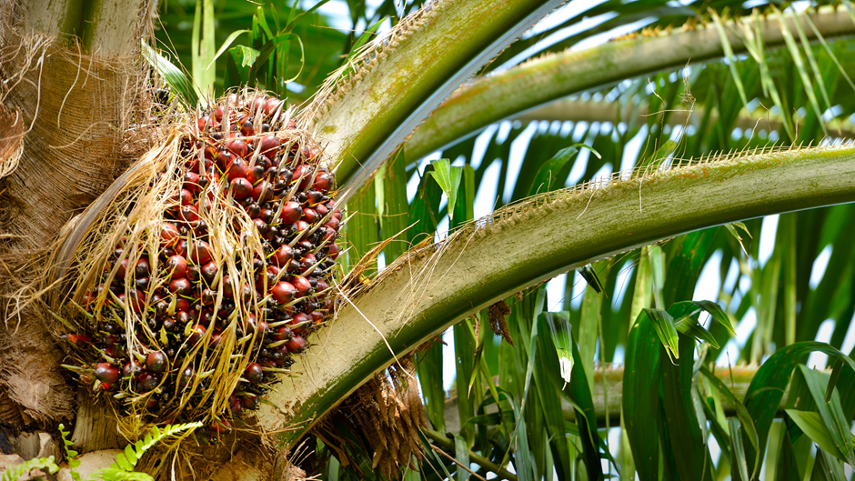 Sustainable Palm Kernel Oil Beiersdorf