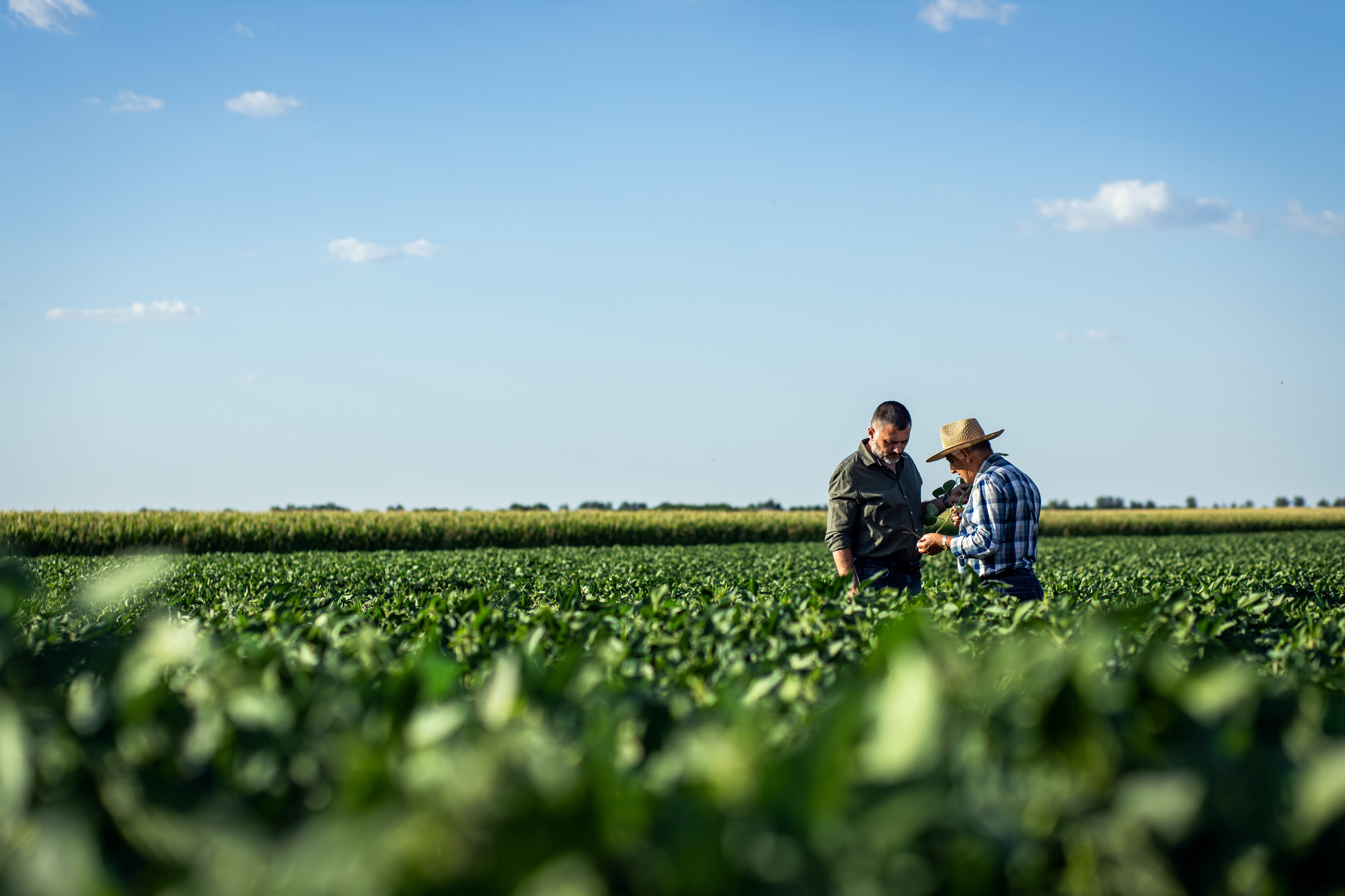 A vertical, medium-distance photograph of two men standing in a vast green field under a clear blue sky. One man wears a dark shirt and is looking down at a handheld device, while the other man wears a plaid shirt and a straw hat, looking toward the field.