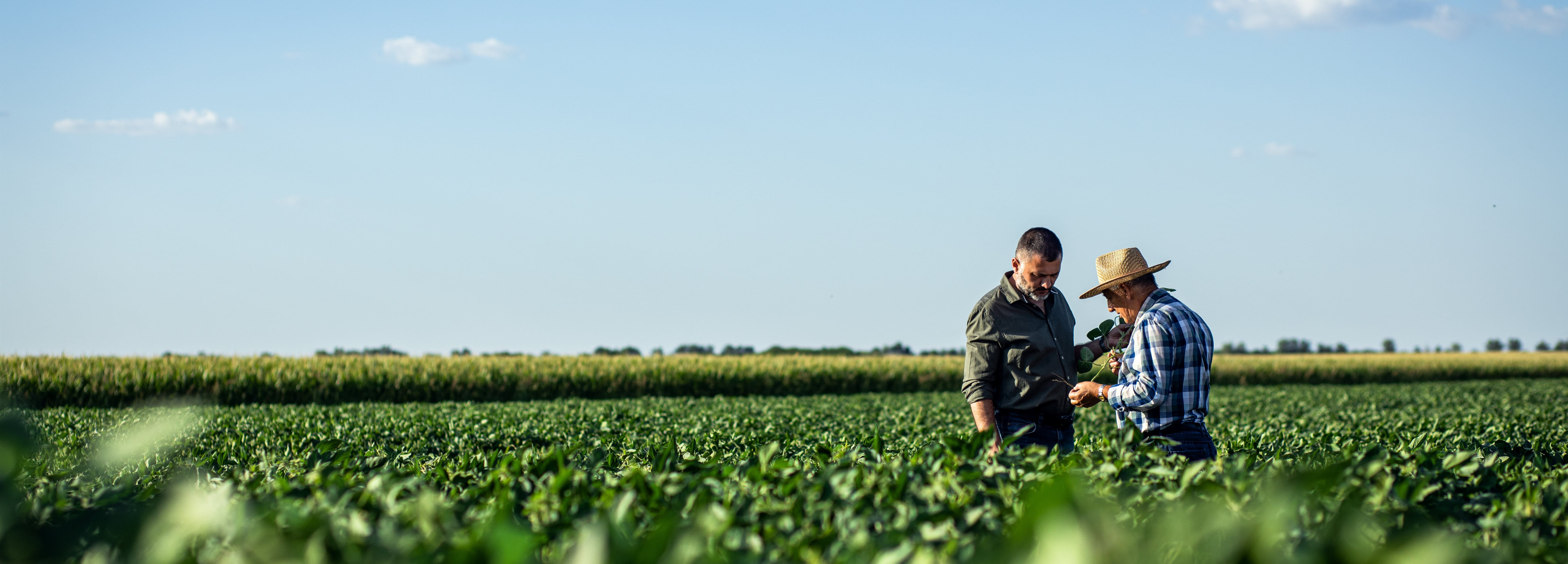 A vertical, medium-distance photograph of two men standing in a vast green field under a clear blue sky. One man wears a dark shirt and is looking down at a handheld device, while the other man wears a plaid shirt and a straw hat, looking toward the field.