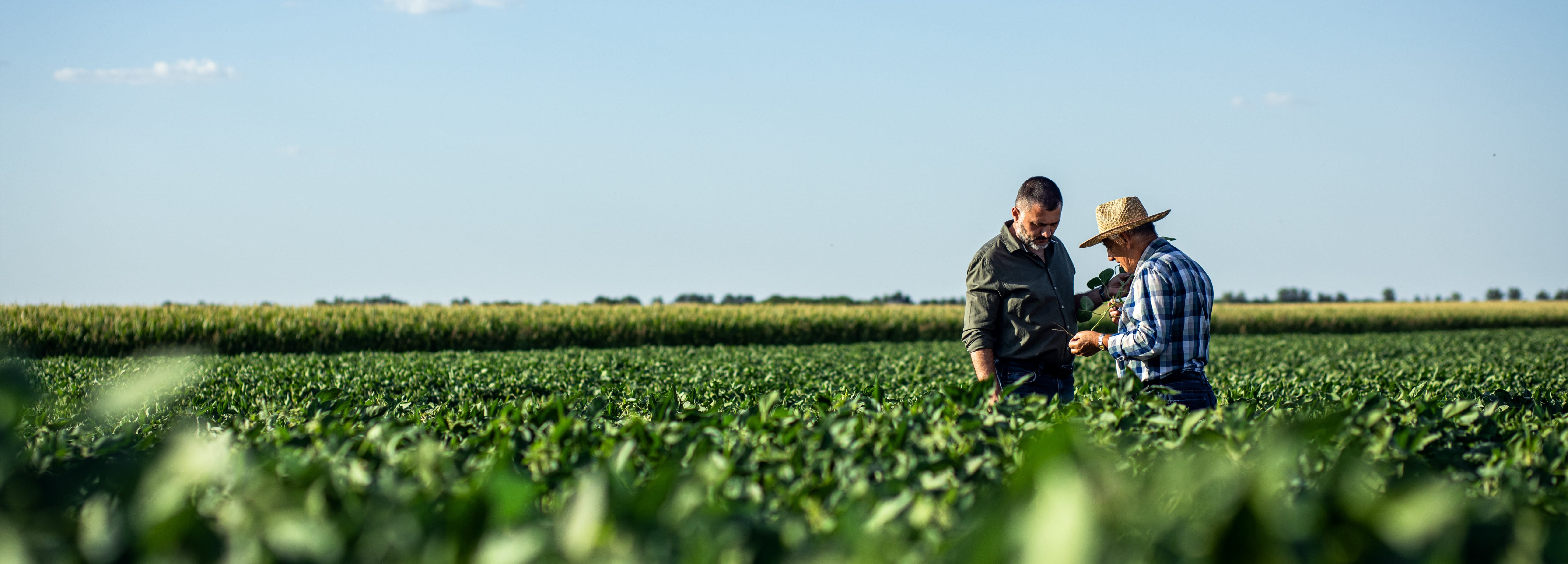 A vertical, medium-distance photograph of two men standing in a vast green field under a clear blue sky. One man wears a dark shirt and is looking down at a handheld device, while the other man wears a plaid shirt and a straw hat, looking toward the field.