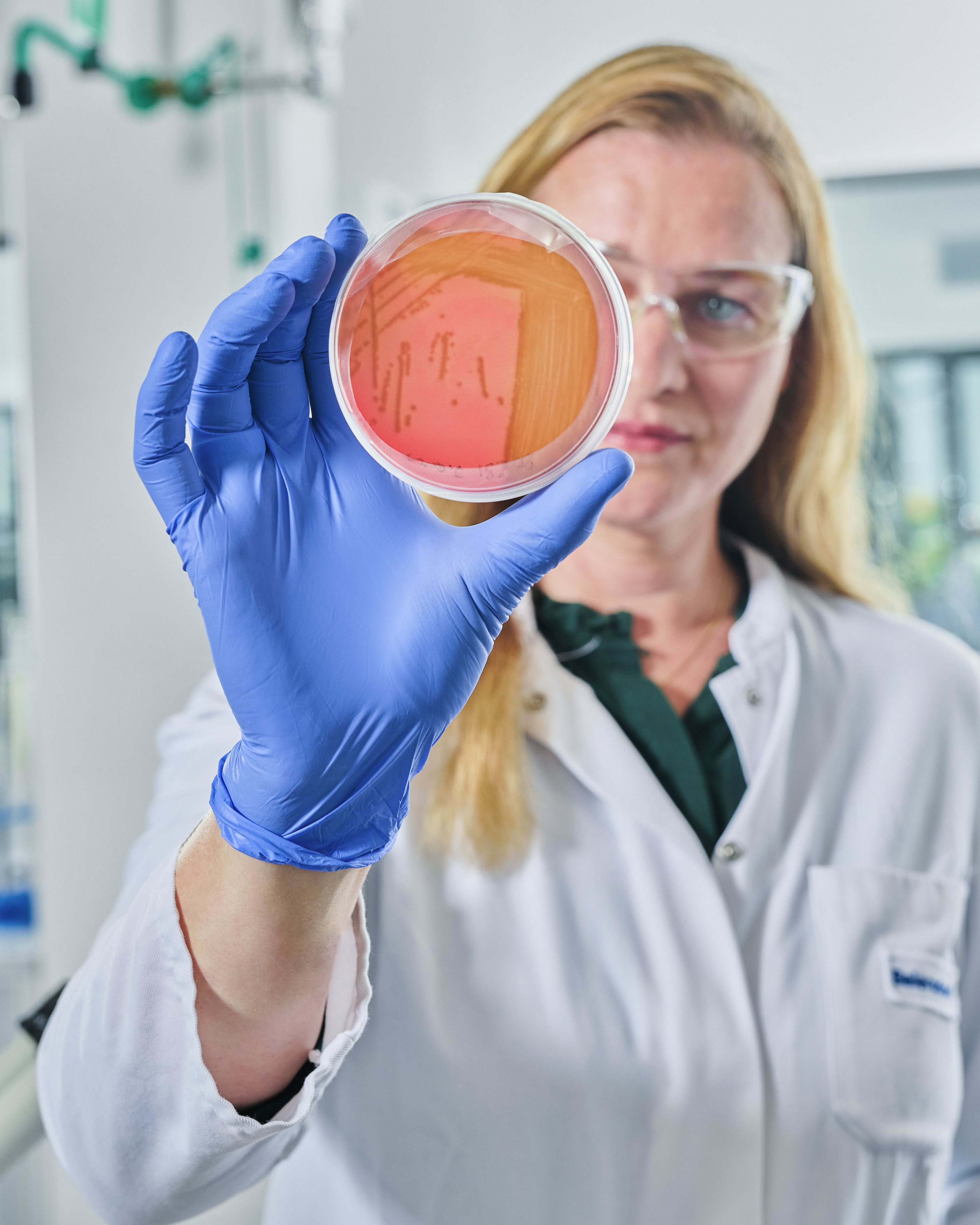 Scientist wearing safety glasses and blue gloves holding up a petri dish with a red culture medium for close inspection in a laboratory.