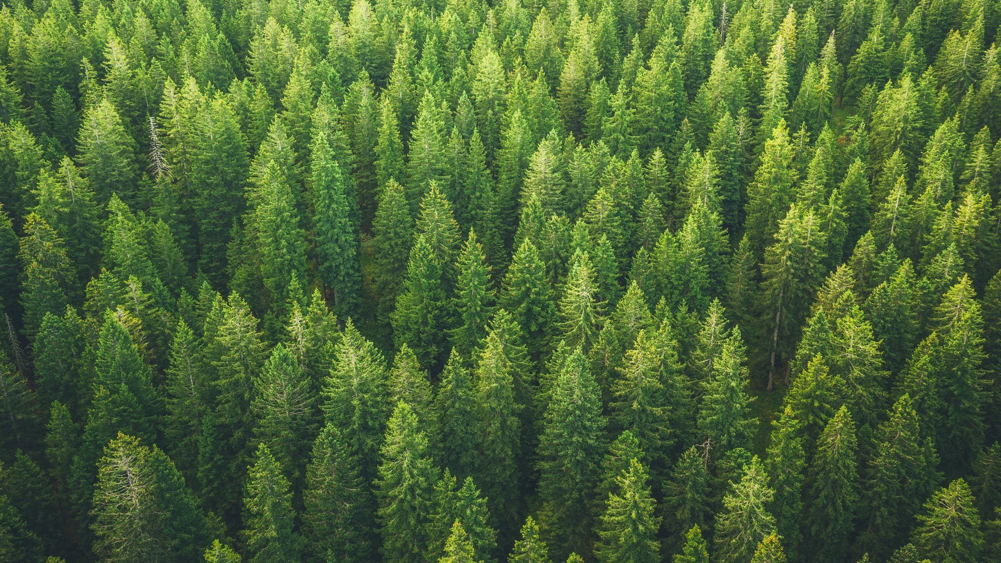 Aerial view of dense green forest with tall trees.