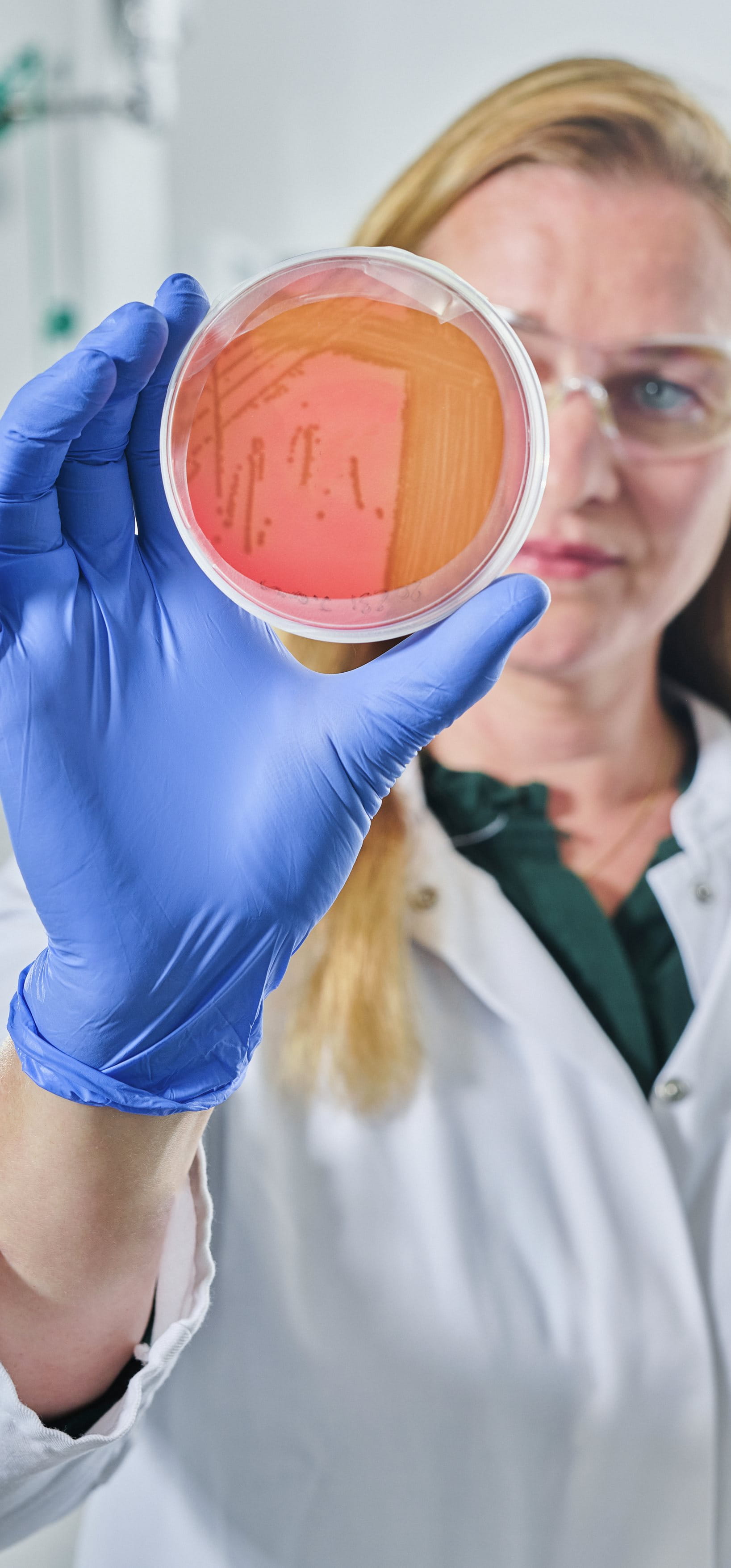Scientist wearing safety glasses and blue gloves holding up a petri dish with a red culture medium for close inspection in a laboratory.